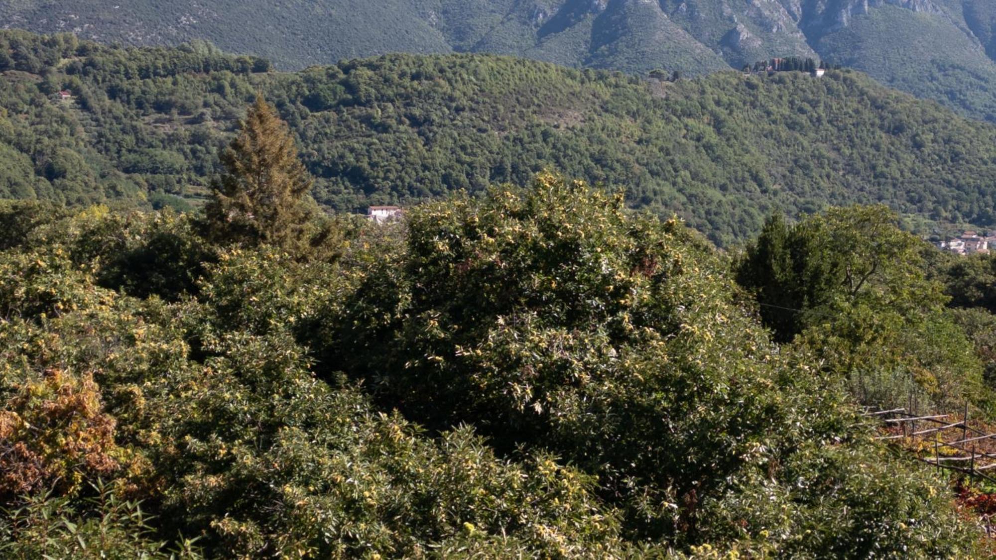 Casa Giordano Villa Tramonti Buitenkant foto